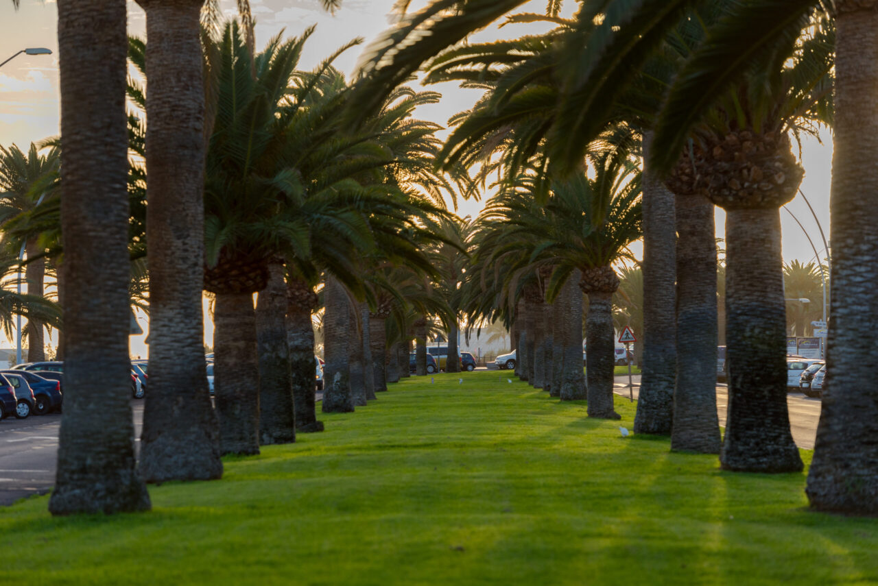 Morro Jable Palmen by InsiderFuerteventura