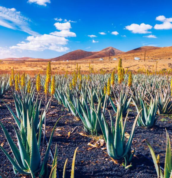 Aloe Vera Tiscamanita by Insider Fuerteventura