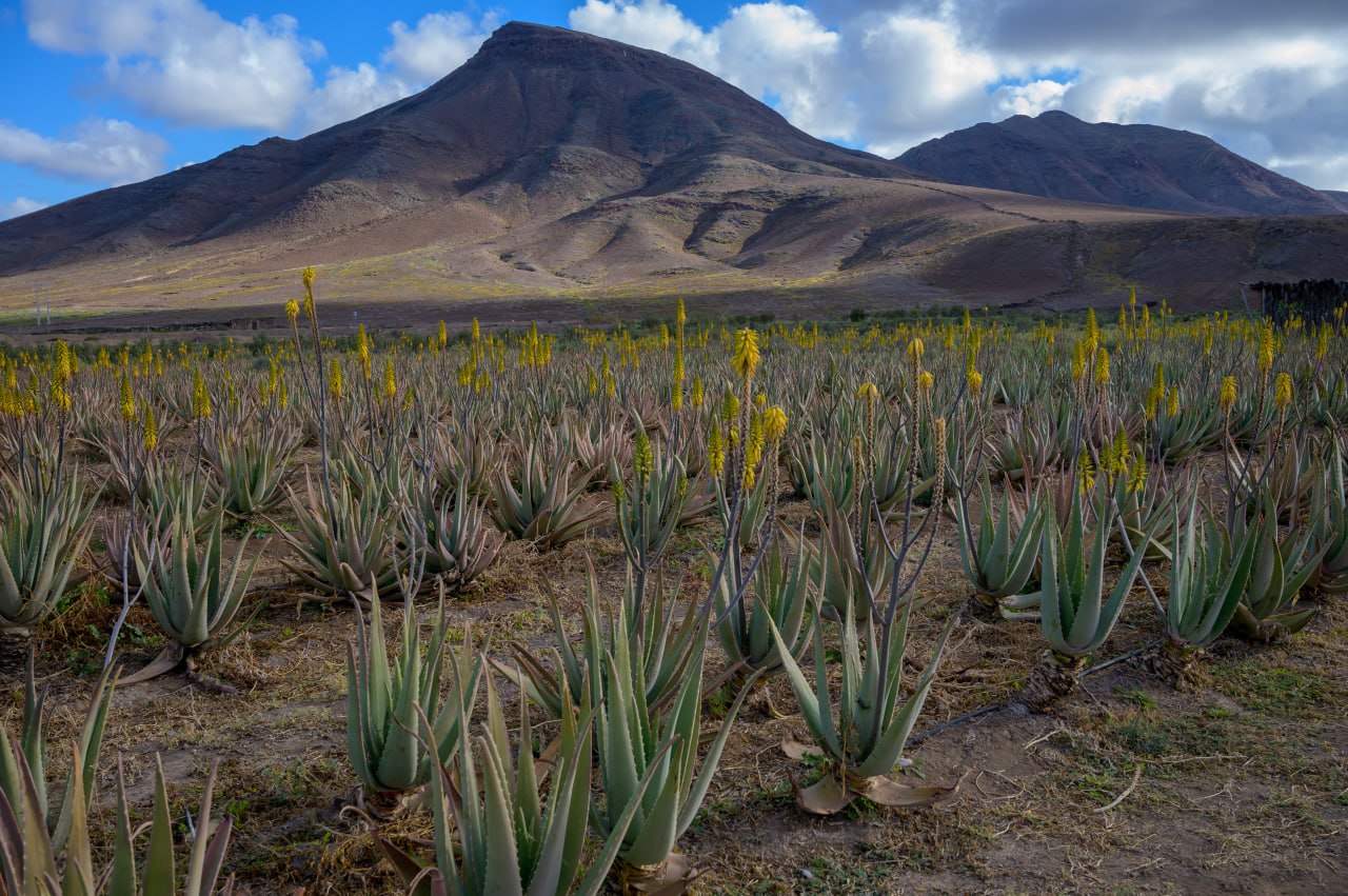 Aloe Vera & Vulkan by Insider Fuerteventura