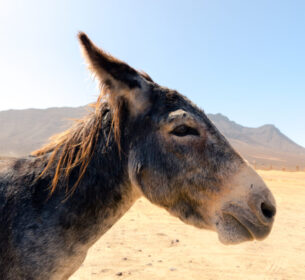 Cofete Parkplatz Esel by InsiderFuerteventura