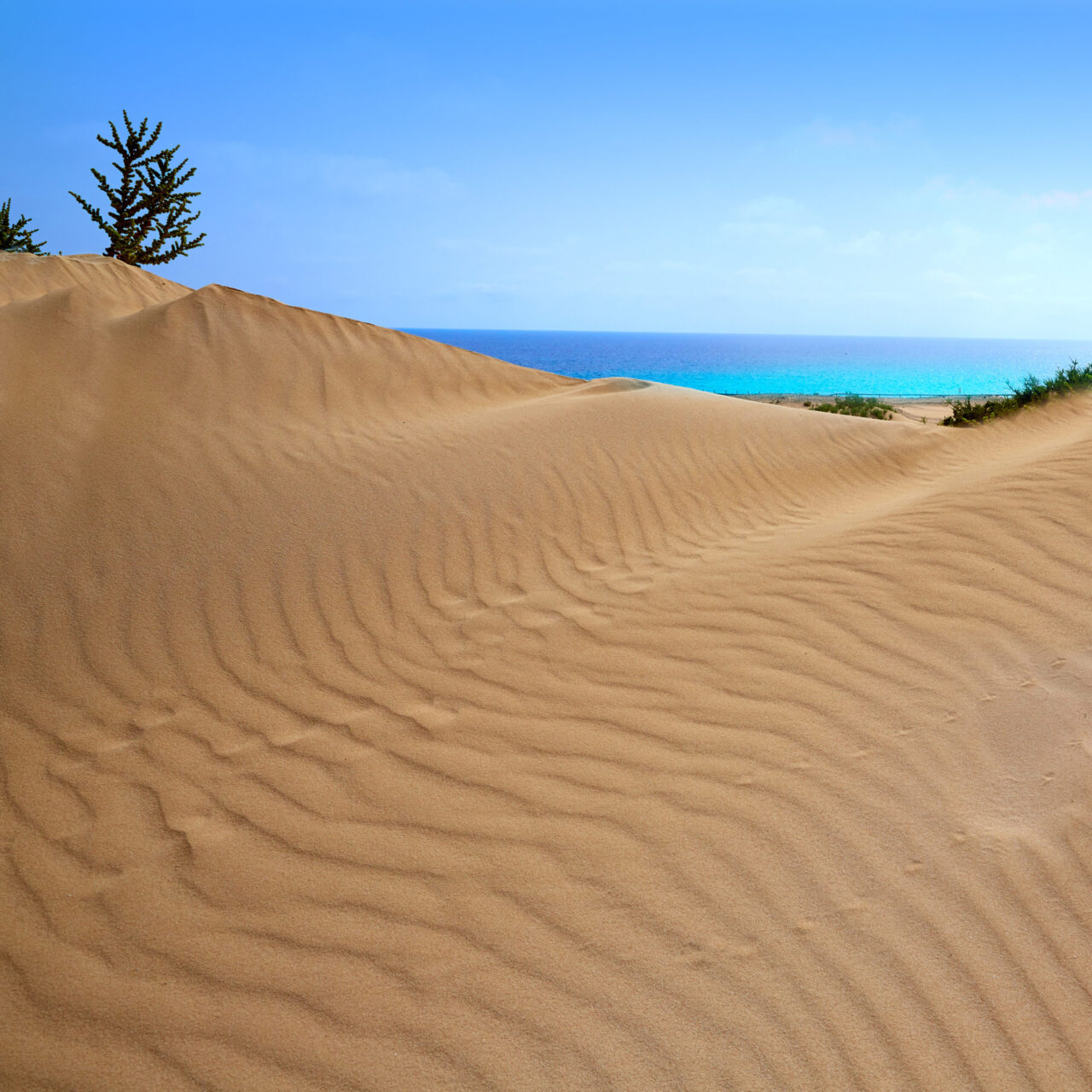 Corralejo dunes Fuerteventura island desert by InsiderFuerteventura