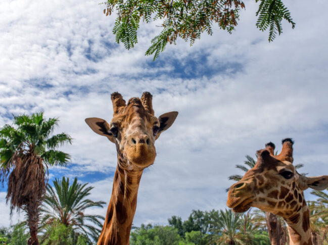 Giraffe Oasis Park La Lajita by InsiderFuerteventura