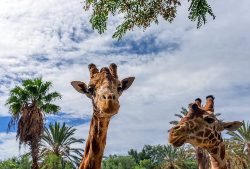 Giraffe Geheimtipp Oasis Park La Lajita by InsiderFuerteventura