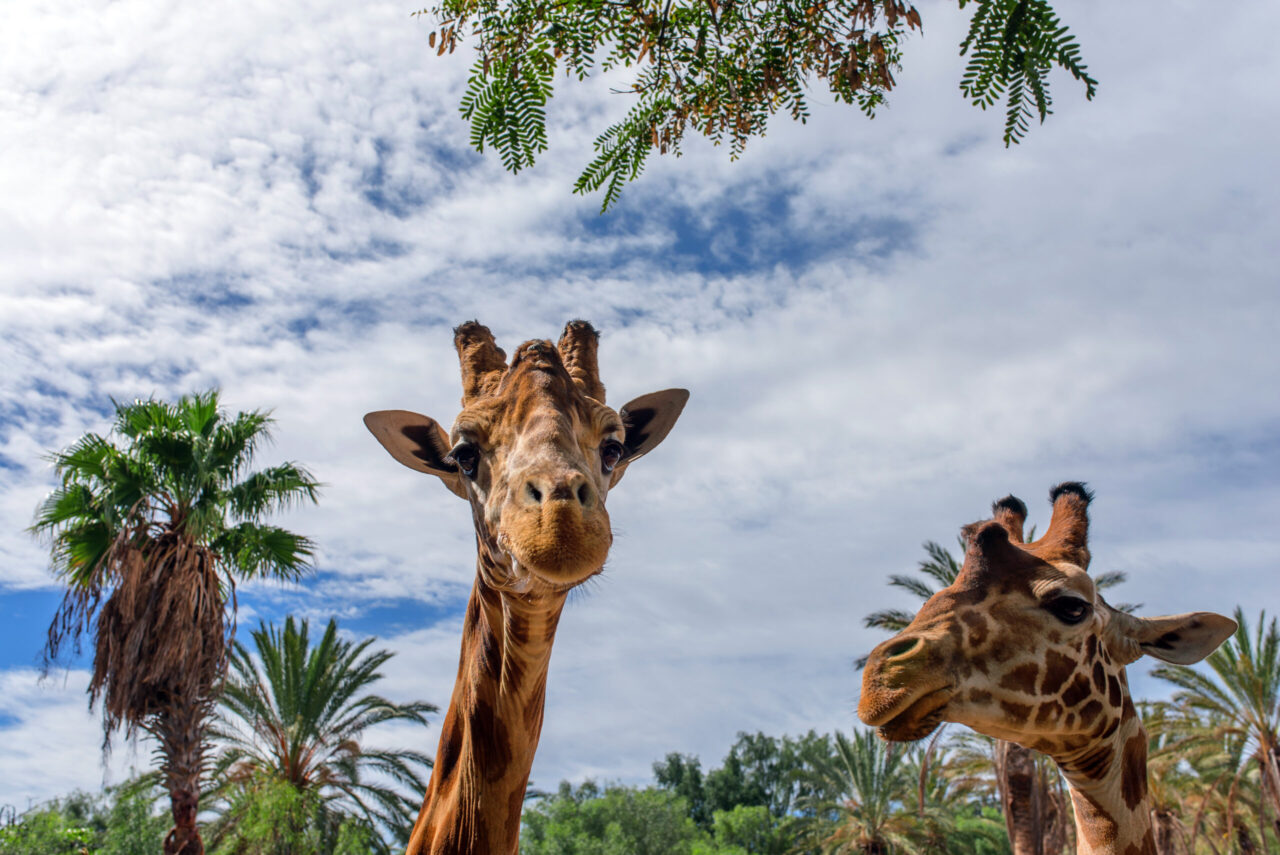 Giraffen im Oasis Park La Lajita 
