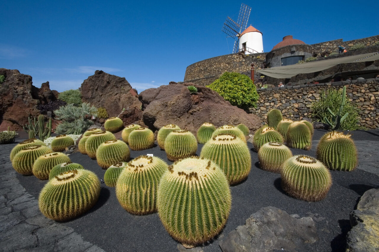 Kakteen 01 Antigua by InsiderFuerteventura