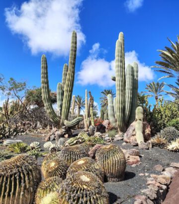 Geheimtipp Oasis-Park-La-Lajita-Kakteen by InsiderFuerteventura