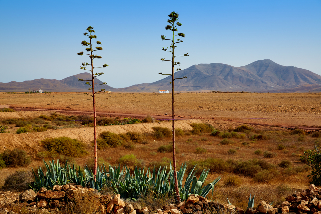 Tefia 01 by InsiderFuerteventura