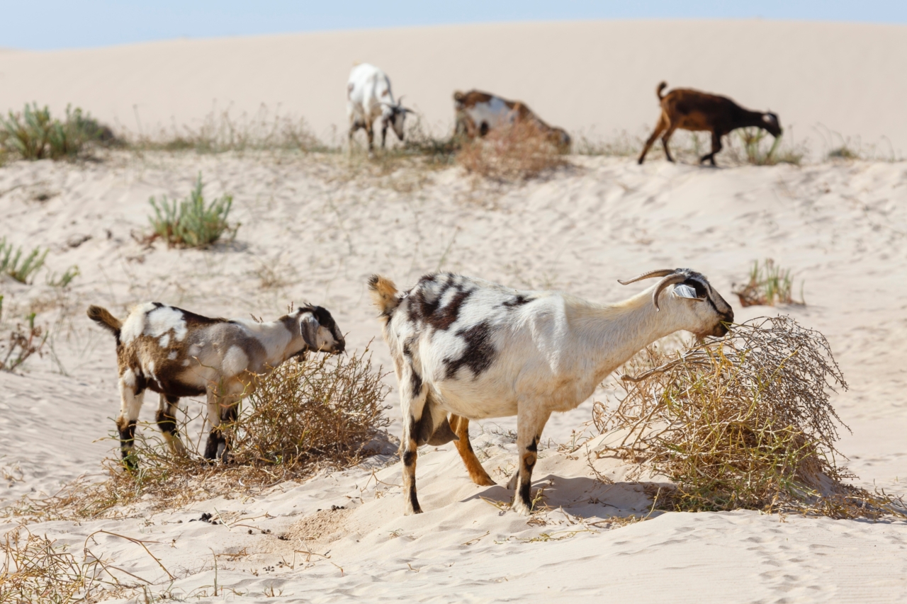 Ziegenherde arojero Ziege Fuerteventura by InsiderFuerteventura