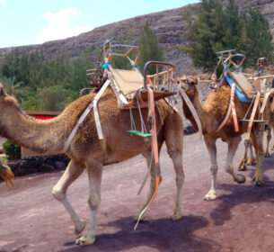 La Lajita Kamelsafari by Insider Fuerteventura