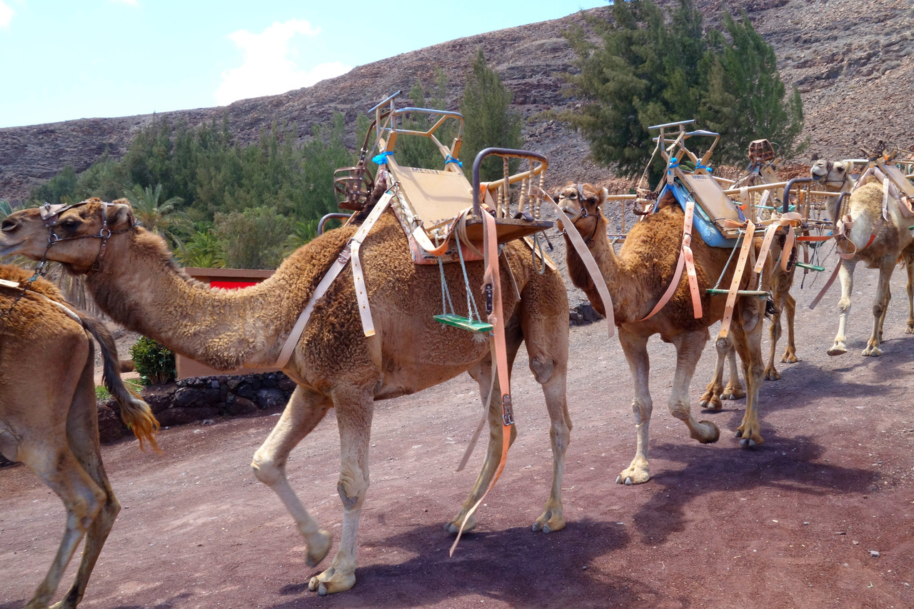 La Lajita Kamelsafari by Insider Fuerteventura