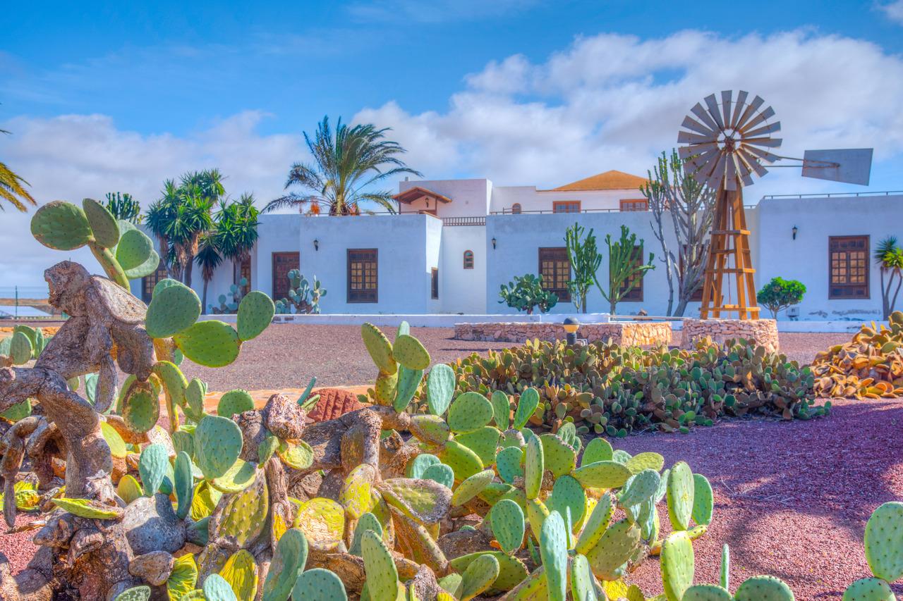 Antigua Majorero Ziegenkäse Käsemuseum by InsiderFuerteventura
